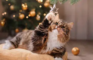 Árbol de Navidad, luces y pesebre: por qué los gatos se sienten atraídos y qué hacer para evitar accidentes en casa