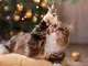 Árbol de Navidad, luces y pesebre: por qué los gatos se sienten atraídos y qué hacer para evitar accidentes en casa