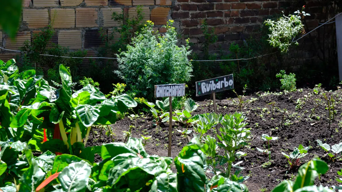 ODA: cuando la biodiversidad se convierte en cocina y la sostenibilidad en legado, así funciona la gastronomía regenerativa que puede probar en Bogotá
