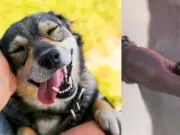 ¿Por qué los perritos nos tocan con las patas? Los significados que esta señal del comportamiento canino puede representar