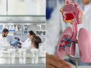 Científicos crean pulmones en miniatura que podrían revolucionar los tratamientos para enfermedades pulmonares