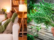 Esto significa que el romero florezca en su casa según el Feng Shui: energía positiva