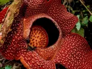 Tras 13 años de búsqueda hallan la flor más rara del mundo: es gigante, huele a carne podrida y solo florece 5 días