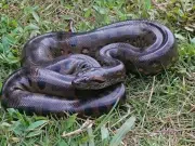 Las anacondas han sido animales gigantes desde hace 12 millones de años, así lo revela un estudio internacional liderado por un colombiano