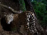 National Geographic elige las fotos del año en 2025: estas son las destacadas de los fotógrafos latinoamericanos