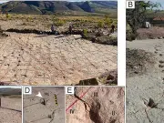 Bolivia tuvo mar: científicos hallaron 16.000 huellas de dinosaurios en un antiguo litoral, el yacimiento con más rastros del mundo