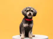 Perros callejeros en Colombia se recuperan y buscan hogar tras iniciativa colectiva de bienestar animal