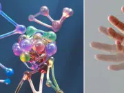 Identifican un patrón molecular común que podría mejorar el diagnóstico del Párkinson a partir de señales en el intestino