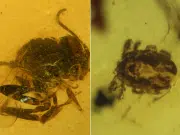 Descubren una nueva especie de avispa fósil de hace 105 millones de años: así logró conservarse