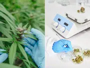 Cómo actúa el cannabis en cada persona: factores genéticos que explican su efecto variable