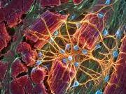 La pista biológica que podría cambiar lo que sabemos sobre la reparación del músculo