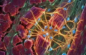 La pista biológica que podría cambiar lo que sabemos sobre la reparación del músculo
