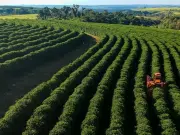 El futuro del café, el cacao y el vino sigue en riesgo pese a las soluciones contra el cambio climático
