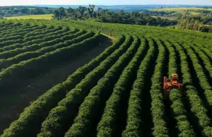 El futuro del café, el cacao y el vino sigue en riesgo pese a las soluciones contra el cambio climático