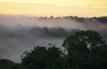 Un nuevo ‘clima hipertropical’ amenaza a la Amazonia con sequías más largas, calor extremo y mayor mortalidad de árboles