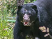 Murió Tamá, el oso andino que iba a ser liberado en el Parque Nacional Natural Tamá: esto es lo que se sabe del fallecimiento