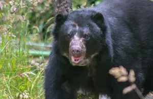 Murió Tamá, el oso andino que iba a ser liberado en el Parque Nacional Natural Tamá: esto es lo que se sabe del fallecimiento