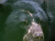 Tamá, el oso andino que se escapó del Parque Jaime Duque, regresará a su hábitat natural tras una década de cuidado y recuperación