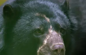Tamá, el oso andino que se escapó del Parque Jaime Duque, regresará a su hábitat natural tras una década de cuidado y recuperación
