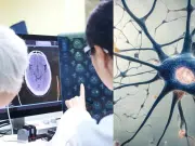 Eliminar una proteína podría reducir el daño cerebral por el Alzheimer, según nueva estrategia científica probada en laboratorio