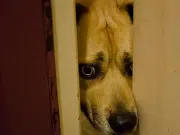 ¿Cómo cuidar a sus mascotas de la pólvora en Navidad y Año Nuevo? Expertos enseñan recomendaciones para atender a sus animales de compañía