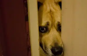 ¿Cómo cuidar a sus mascotas de la pólvora en Navidad y Año Nuevo? Expertos enseñan recomendaciones para atender a sus animales de compañía