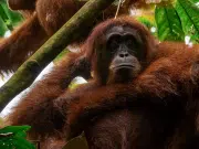 Expertos temen que el ciclón Senyar, en Indonesia, haya causado la muerte de ejemplares de la especie de simio más rara del mundo