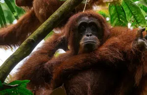 Expertos temen que el ciclón Senyar, en Indonesia, haya causado la muerte de ejemplares de la especie de simio más rara del mundo