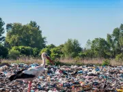 Una cigüeña muere tras ingerir 150 ligas de plástico y enciende las alarmas ambientales en un parque nacional de España