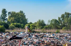 Una cigüeña muere tras ingerir 150 ligas de plástico y enciende las alarmas ambientales en un parque nacional de España