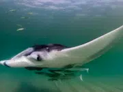 Las mantarrayas juveniles crean ecosistemas móviles, revela un estudio sobre sus vínculos con otras especies