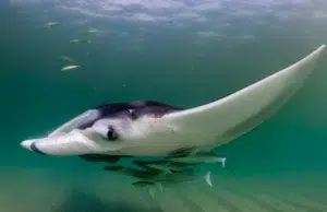 Las mantarrayas juveniles crean ecosistemas móviles, revela un estudio sobre sus vínculos con otras especies