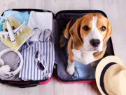 Guía para viajar con perros y gatos sin contratiempos en temporada de fin de año