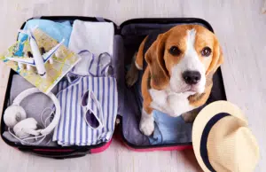 Guía para viajar con perros y gatos sin contratiempos en temporada de fin de año