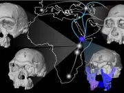 Un rostro fósil de 1,5 millones de años redefine las primeras migraciones humanas fuera de África
