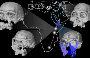 Un rostro fósil de 1,5 millones de años redefine las primeras migraciones humanas fuera de África