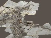 Fósiles de dinosaurios de 160 millones de años revelan que algunas especies con plumas perdieron la capacidad de volar