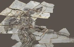 Fósiles de dinosaurios de 160 millones de años revelan que algunas especies con plumas perdieron la capacidad de volar