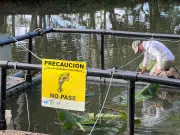 Estudio revela que manatíes en peligro cruzan entre Panamá y Costa Rica y exige conservación binacional urgente