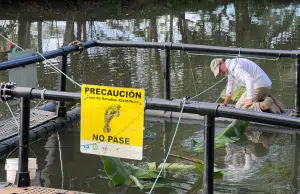 Estudio revela que manatíes en peligro cruzan entre Panamá y Costa Rica y exige conservación binacional urgente