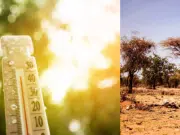 Calor extremo y deforestación aceleran la extinción: 30.000 especies estarían en riesgo para 2100