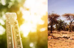 Calor extremo y deforestación aceleran la extinción: 30.000 especies estarían en riesgo para 2100