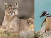 Los pumas comenzaron a cazar pingüinos en la Patagonia: ¿por qué indica el éxito de la restauración ecológica en la zona?