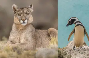 Los pumas comenzaron a cazar pingüinos en la Patagonia: ¿por qué indica el éxito de la restauración ecológica en la zona?