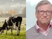 Bill Gates propone pasar de la producción cárnica tradicional a la artificial y vegetal