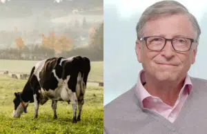 Bill Gates propone pasar de la producción cárnica tradicional a la artificial y vegetal