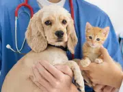Cajas de compensación en Colombia sumarán servicios para mascotas como parte de los beneficios familiares