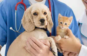 Cajas de compensación en Colombia sumarán servicios para mascotas como parte de los beneficios familiares