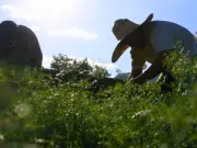 Más de 1.100 campesinos del norte del Tolima interponen tutela contra delimitación de las APPA