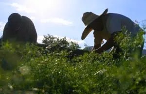 Más de 1.100 campesinos del norte del Tolima interponen tutela contra delimitación de las APPA